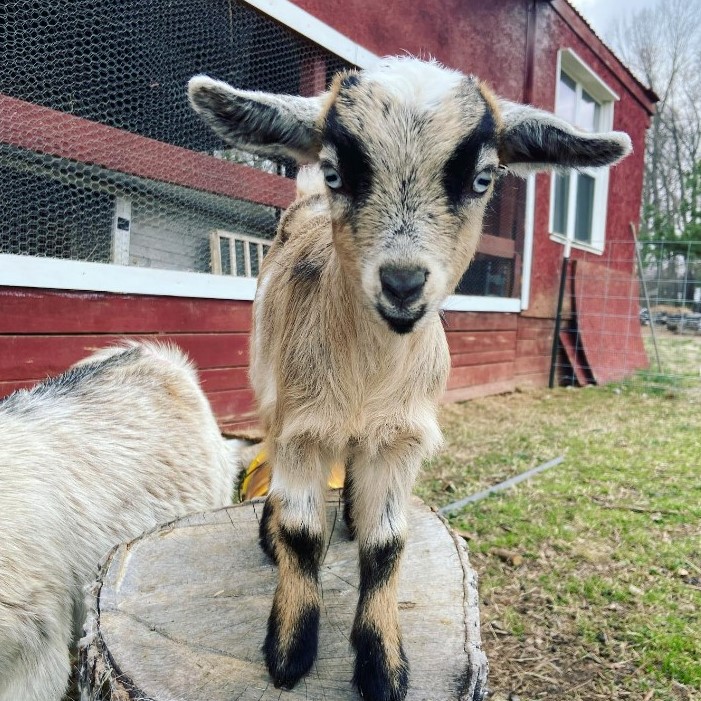 baby goat.jpg