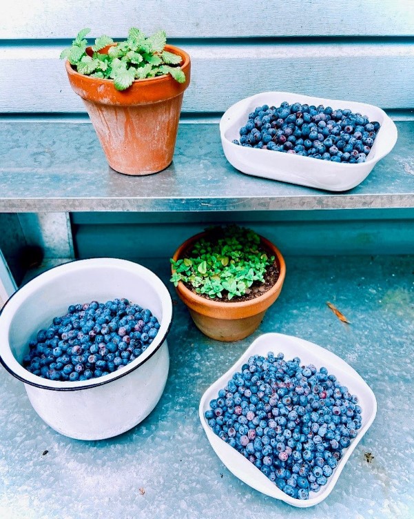 blueberries on bench.jpg