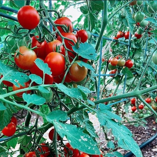 tomatoes on vine.jpg